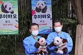旅韩大熊猫爱宝的双胞胎幼崽名字公布：“睿宝”和“辉宝”，首次和公众见面图片
