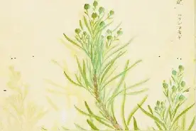 以蓬为姓 随心而安图片