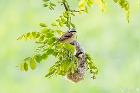 “鸟类建筑师”中华攀雀在寿光编织“空中豪宅”图片