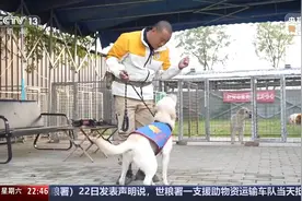 “是伙伴，也是家人” 爆火出圈的导盲犬“么么”是如何训练的？图片