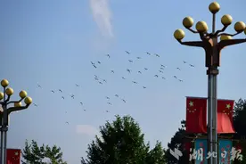 壮观！咸丰县城上空，数日群鸟盘旋图片