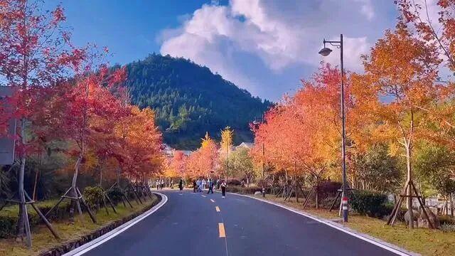 福建暖冬，又是一年好“枫”景