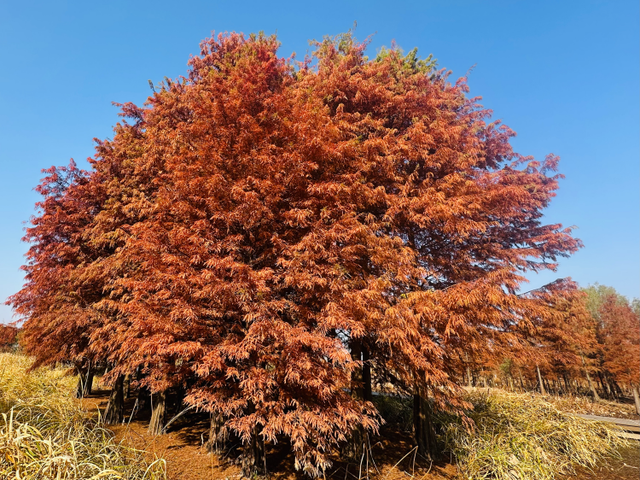 西湖湿地看水杉