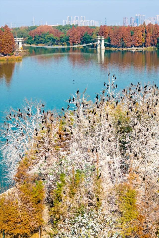 东湖冬日必打卡！观“雪”景、赏秋色、追落日！
