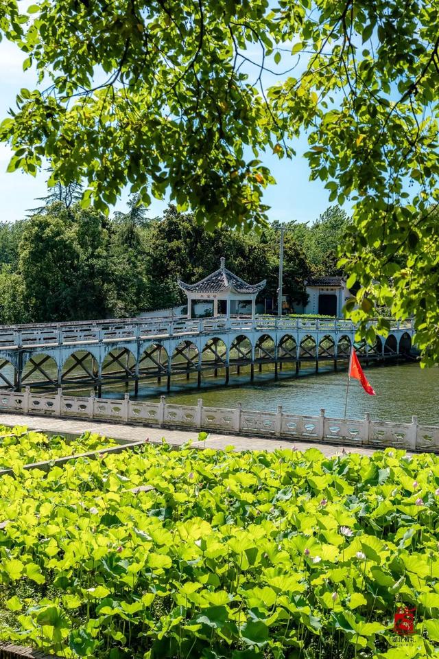 来洪湖，“藕”遇千年秋色！