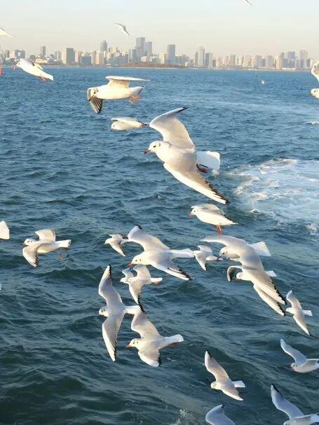 “邂逅青岛初雪、追鸥逐浪”，青岛这里太出片了！