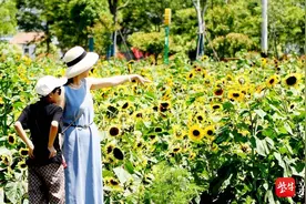 盐城盐渎街道花吉村：千亩葵花绽放 金色花海令人陶醉图片