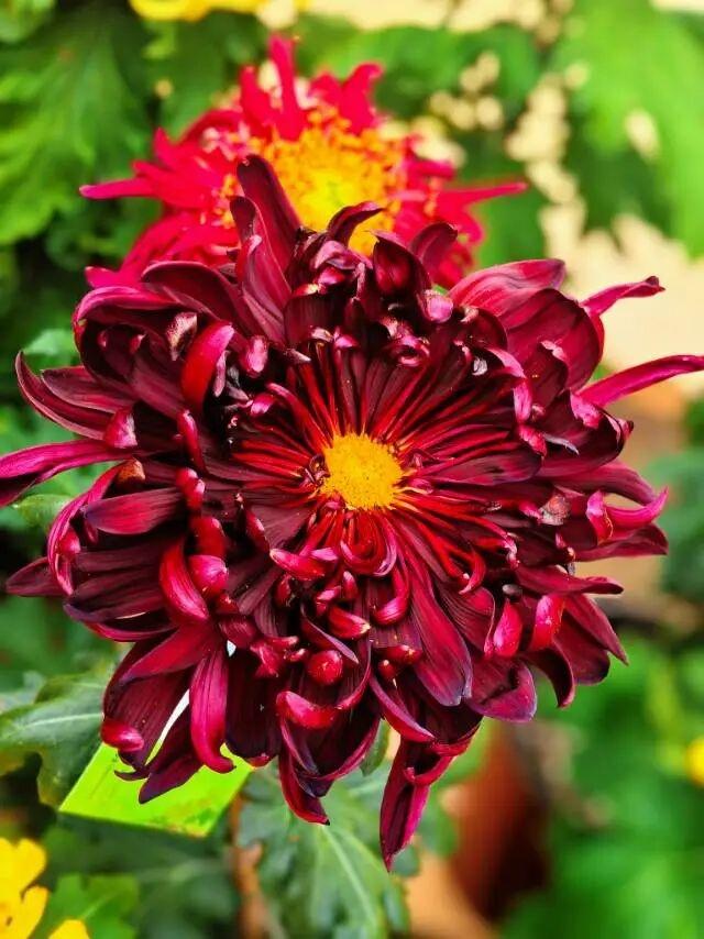 大武汉一日 | 在这里，黄鹤楼、巴公房子、知音号同框了！