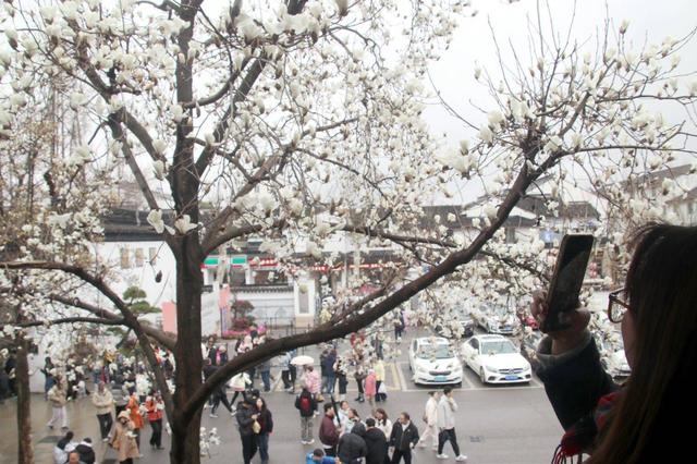 江苏苏州：狮子林玉兰花开春意浓