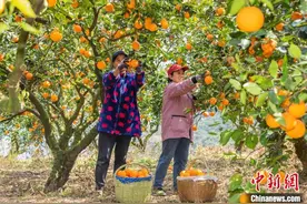 湖北三峡库区进入脐橙“春收季”图片