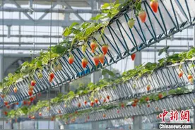 长三角省际毗邻区特写：边界小镇化身科技“菜篮子”图片