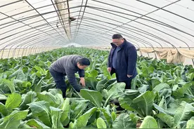 尉氏农商银行水坡支行：金融助力大棚种植致富路图片