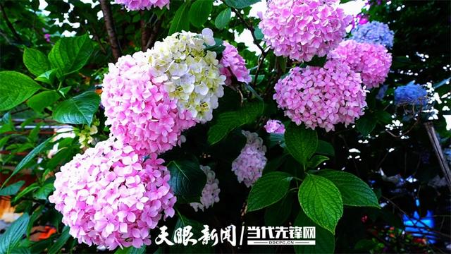 【多彩小水】万紫千红皆诗意，最爱小水多彩色｜多彩之紫