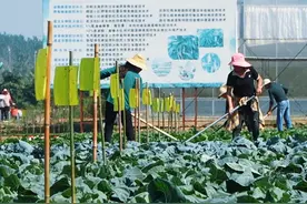 视频 | 汉寿蔬菜远销海内外 年出口量4.5万吨图片
