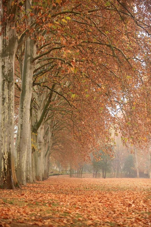 提前预约！郑州黄河迎宾馆初冬美景上线