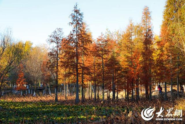 四季予你丨流动的油画！鱼鸟河水杉林上演“渐变魔法”