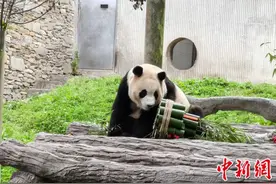 “福宝”正式与公众见面！图片