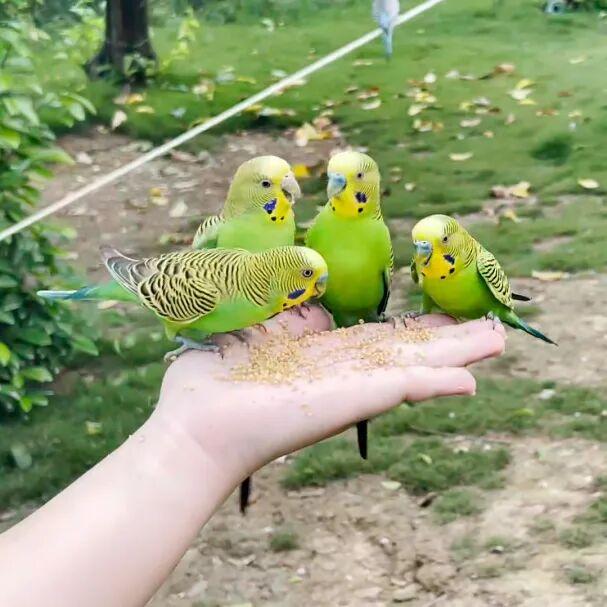 赏花撸萌宠、水果采摘、围炉煮茶……来珠海这里跨年，太精彩！