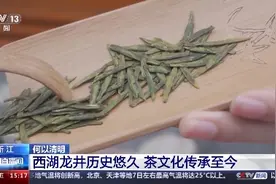 龙井茶园什么样？龙井茶怎么泡好喝？一文了解图片