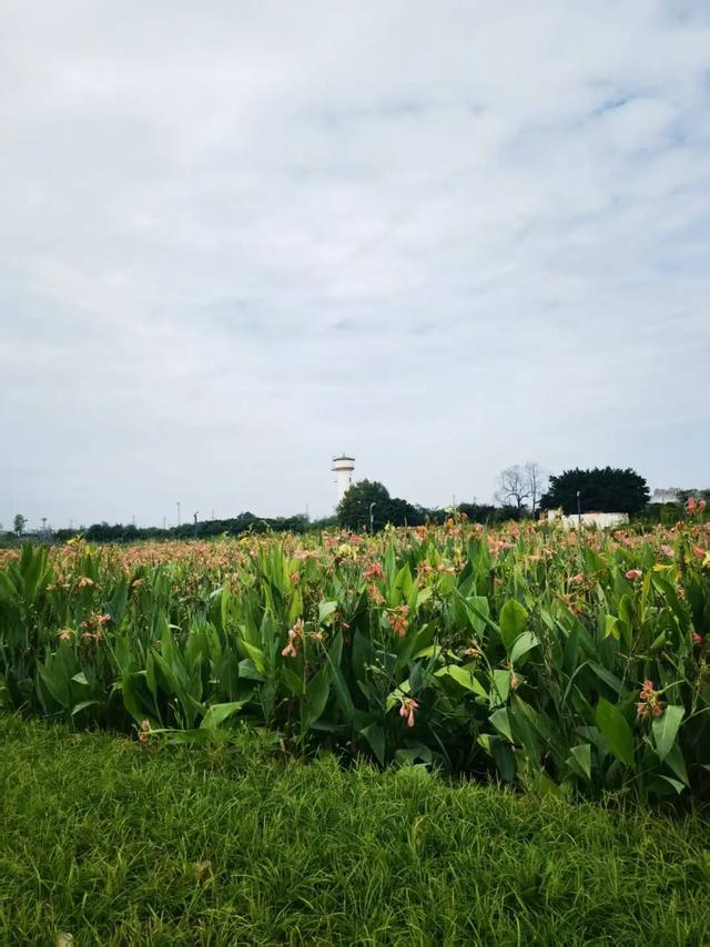 每天8.5万吨洗脚水冲厕水，竟都流向了这个网红公园？
