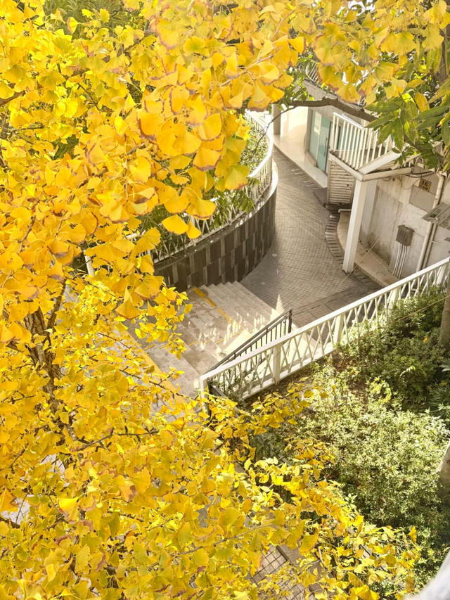 银杏黄了，乌桕红了！魔都绝美天桥美成调色盘，人少免费打卡→