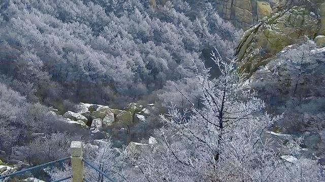 限时仙境！崂山巨峰雾凇进入最佳观赏期，打卡攻略速看