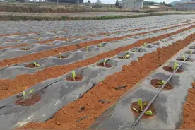 光伏发电+智能提水宣威10万亩农田实现零电费“用水自由”图片