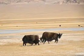 冬日阿尔金山：千山万物栖 秘境昆仑上图片