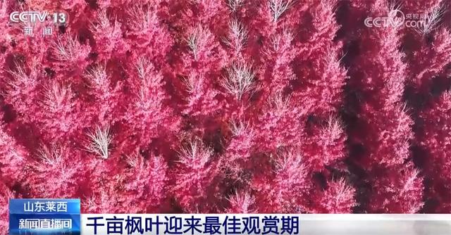 特色“赏秋游”澎湃“秋日经济”新动能 “文旅+”成为激发消费新引擎