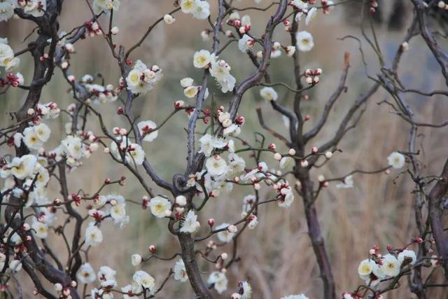 嘉兴新年第一波蜡梅绽放！