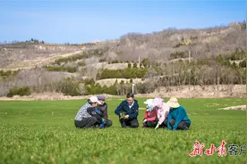 为了一粒好种子 他们把实验室搬进麦田图片