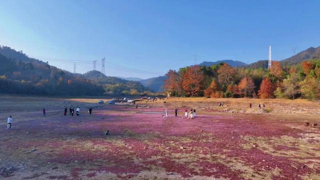 时隔五年！莲都再现“限定版”粉紫花海