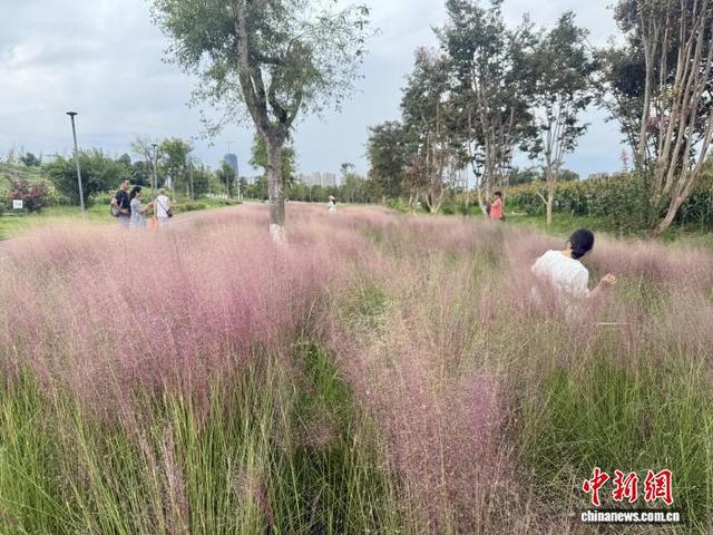 成都玉石湿地公园粉黛乱子草初绽 如云似纱引游客