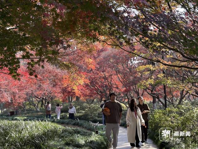 枫景这边正好，西湖的浪漫刷屏了