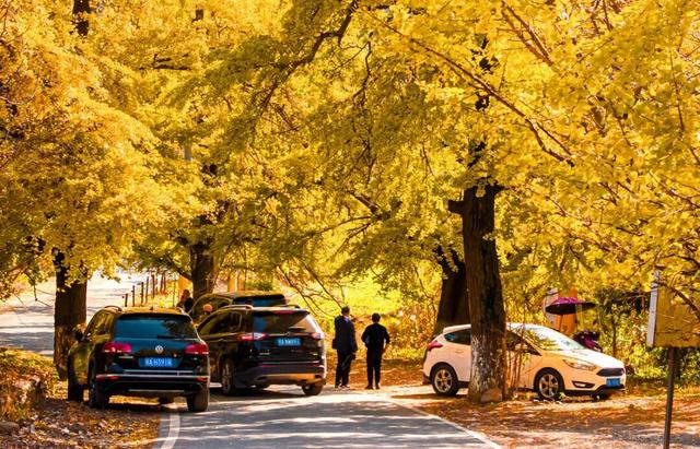 银杏黄了！安陆红了！