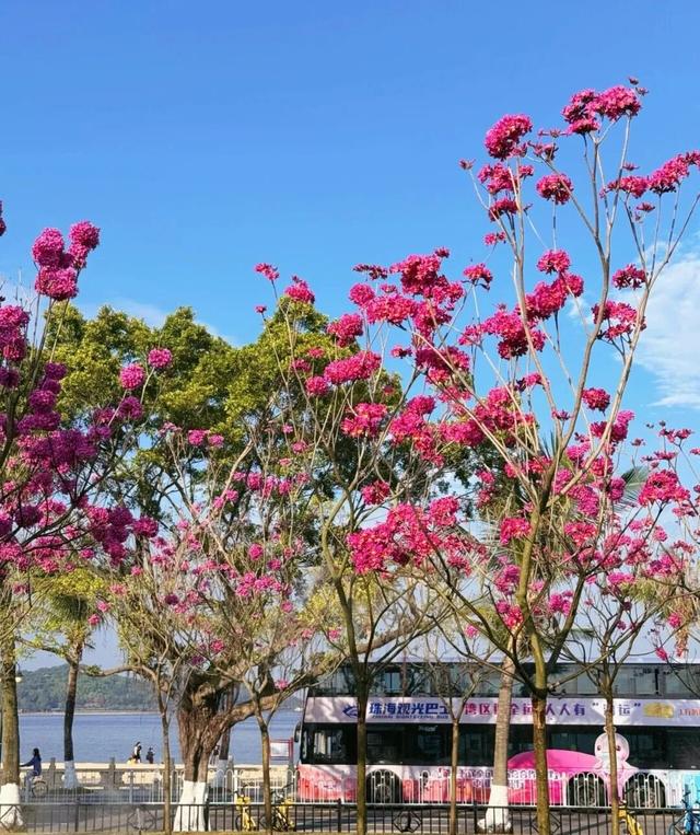 美到上央视！珠海超大花海，开好了！