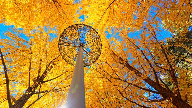 诗意中国｜碧涧流红叶 青林点白云