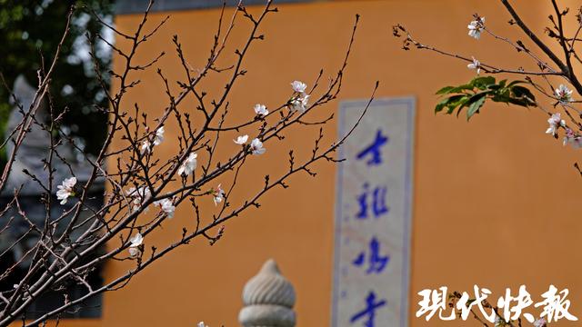 南京鸡鸣寺路樱花11月“反季”绽放，网友：春天来了？