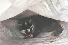 大老鼠长着猪鼻子？国家二级保护动物现身成都彭州图片