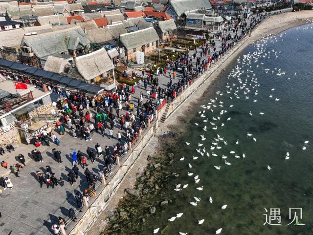 遇见 | 海草房×大天鹅，奔赴一场冬日的顶级浪漫