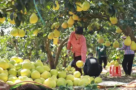 玉林容县沙田柚喜迎丰收图片