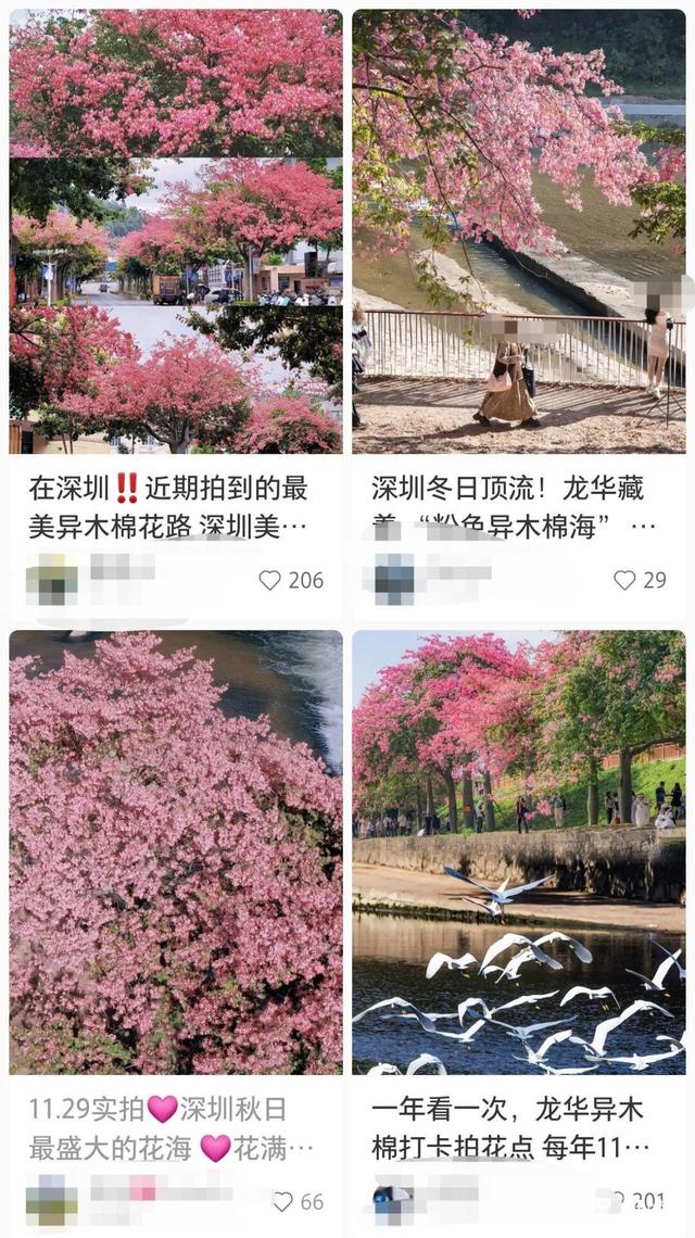 转角遇花海，深圳一地被“挤爆”！网友：怎么拍？求赐教