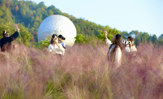 喜看“粉黛”妆青山 打卡冬日浪漫景