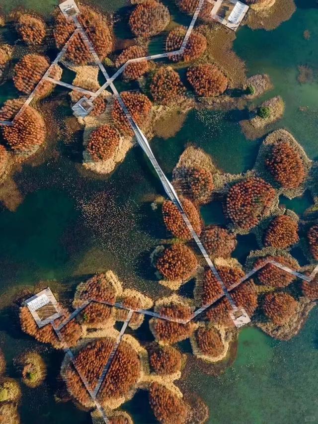 杉树红了！江西这些地方拍“红杉”大片超赞