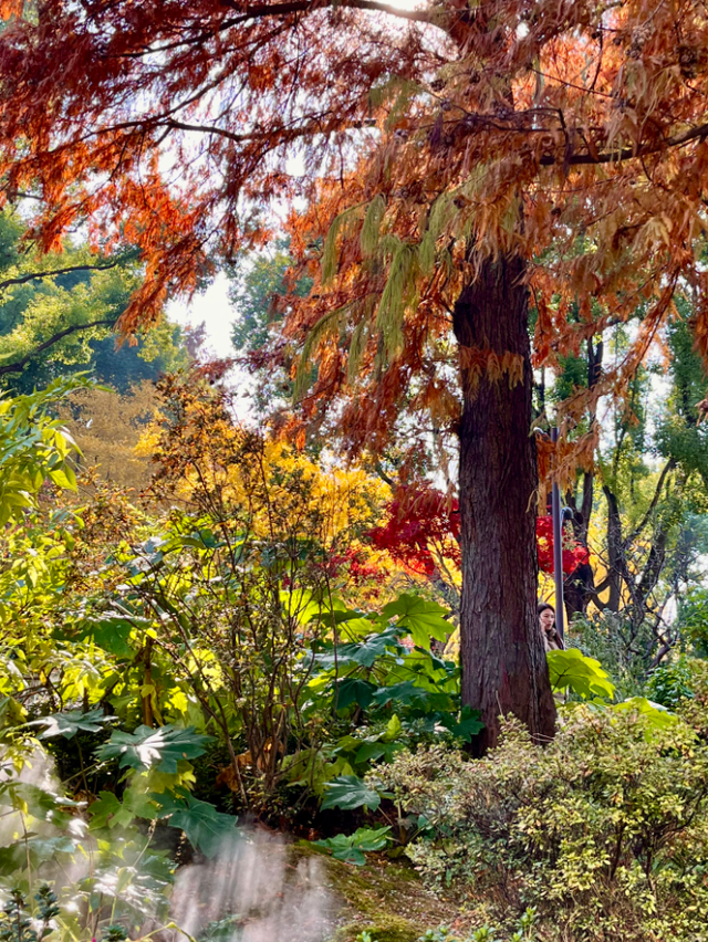 美翻了！苏河湾“红枫天桥”上线！更多金色、橙色、赭红色正在路上……来看↗