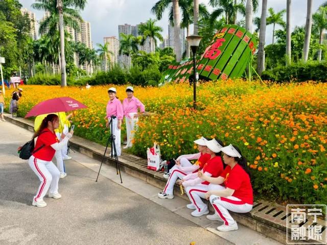 初秋限定美景！南宁这片硫华菊花海正盛放