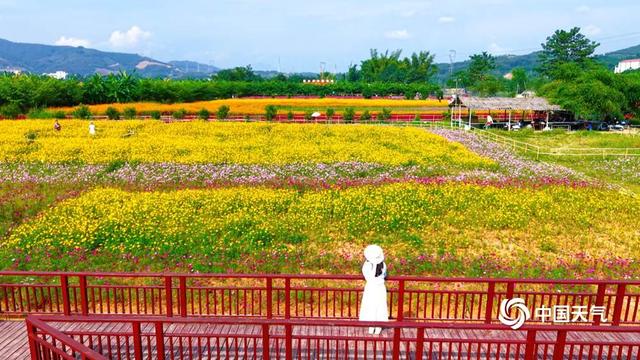 百色福禄河湿地公园：秋日花海绚烂 市民尽享浪漫时光