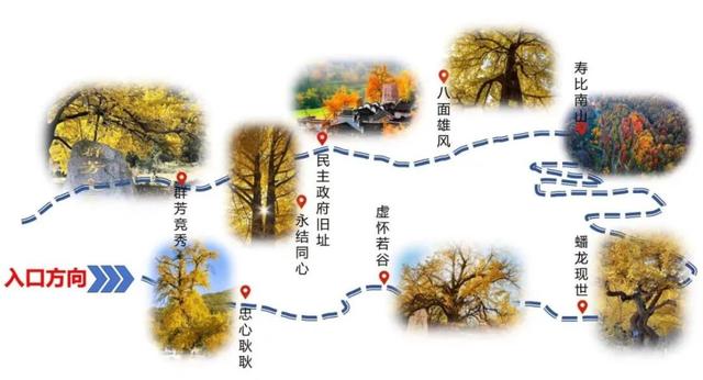 银杏黄了！安陆红了！