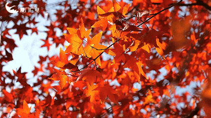 不必北上也能赏红叶？厦门这处打卡点火了！园方紧急提醒→