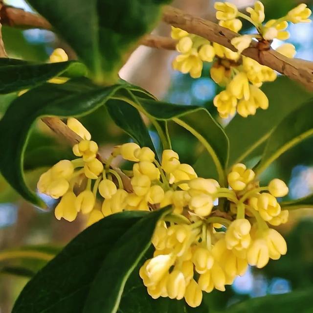 盼了好久的桂花，终于开了！